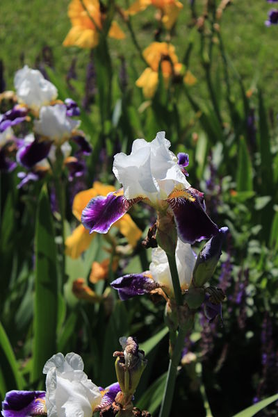 Dance, K grad, etc 009_opt